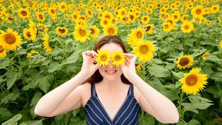 Sunflower field