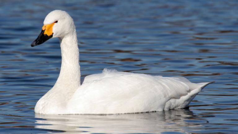 A Tundra Swan swimming 