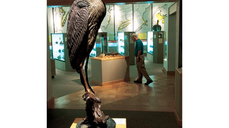 Exhibit in the Ward Museum