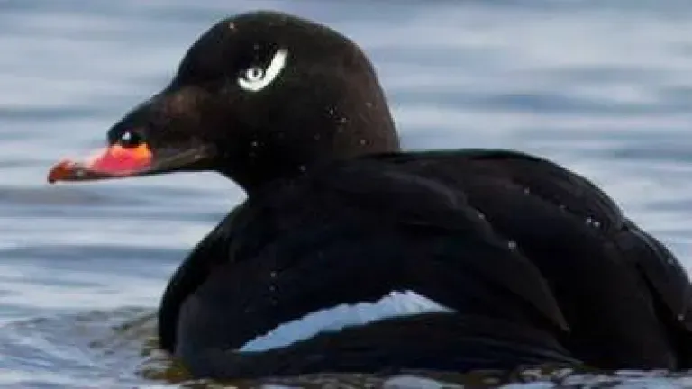 White winged Scoter