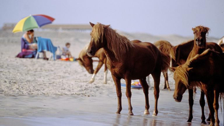 Wild Ponies on Assateague Island National Seashore