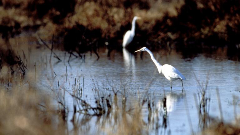 Birds at Blackwater National Wildlife Refuge