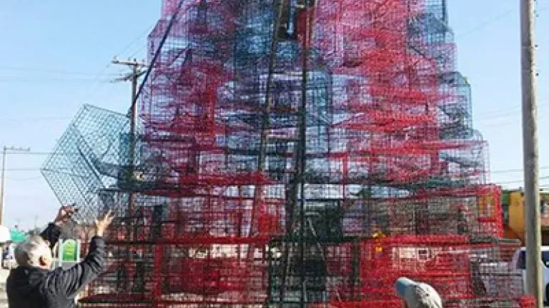 Crab pot  Christmas tree