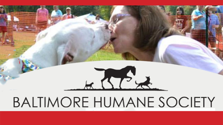 Dog enjoying Dogfest at Baltimore Humane Society