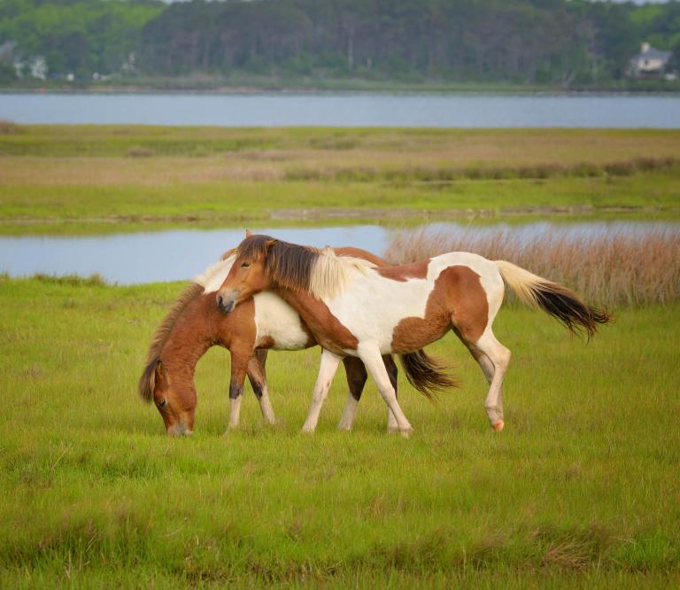 Assateague's famous wild ponies live in bands of two to twelve animals. They may allow you to get very close, but they are wild animals, so maintain a minimum of 10 feet distance at all times.