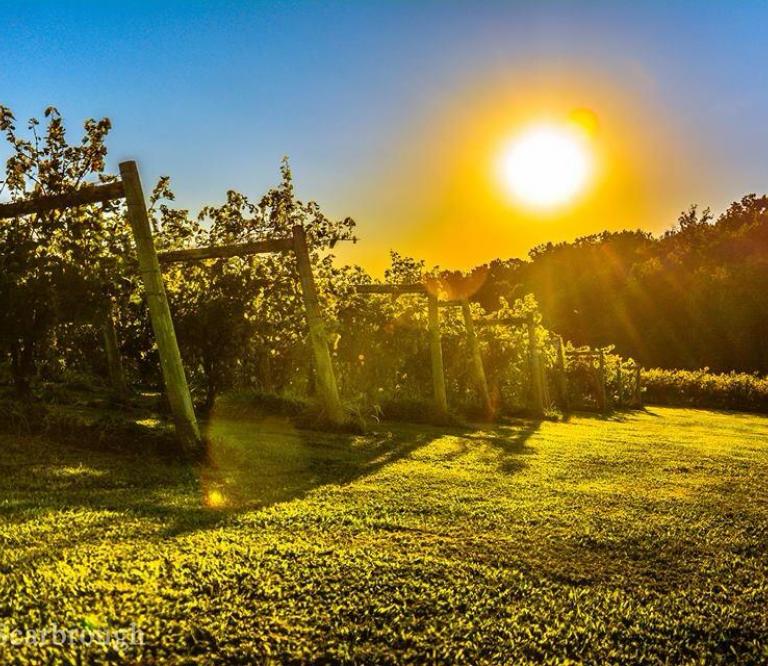 Dove Valley Winery