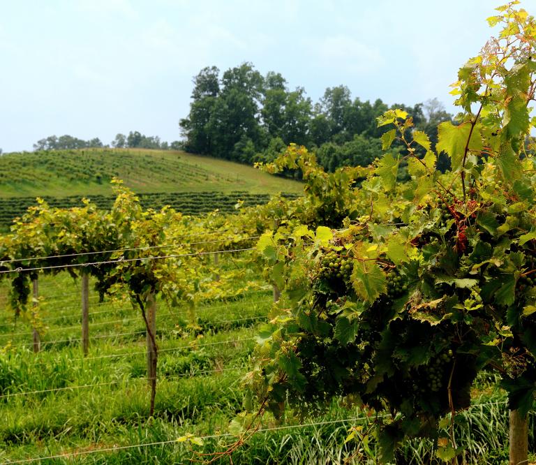 Linganore Winery, Mount Airy