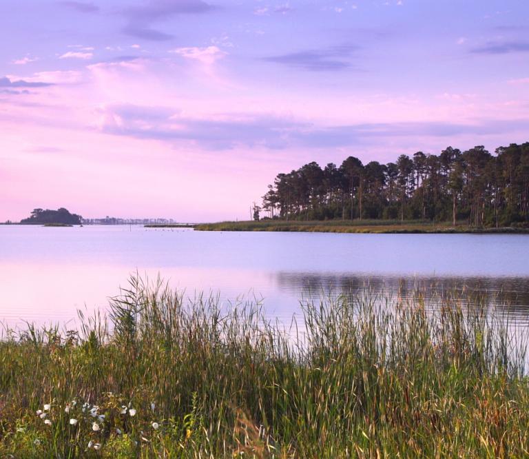 Blackwater National Widlife Refuge's wilderness provided protection to freedom seekers during Harriet Tubman's time. Today the natural landscape is largely unchanged and provides sanctuary to birds, wildlife and plants.