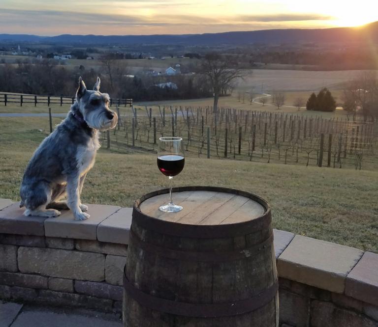 Dog next to a wine glass