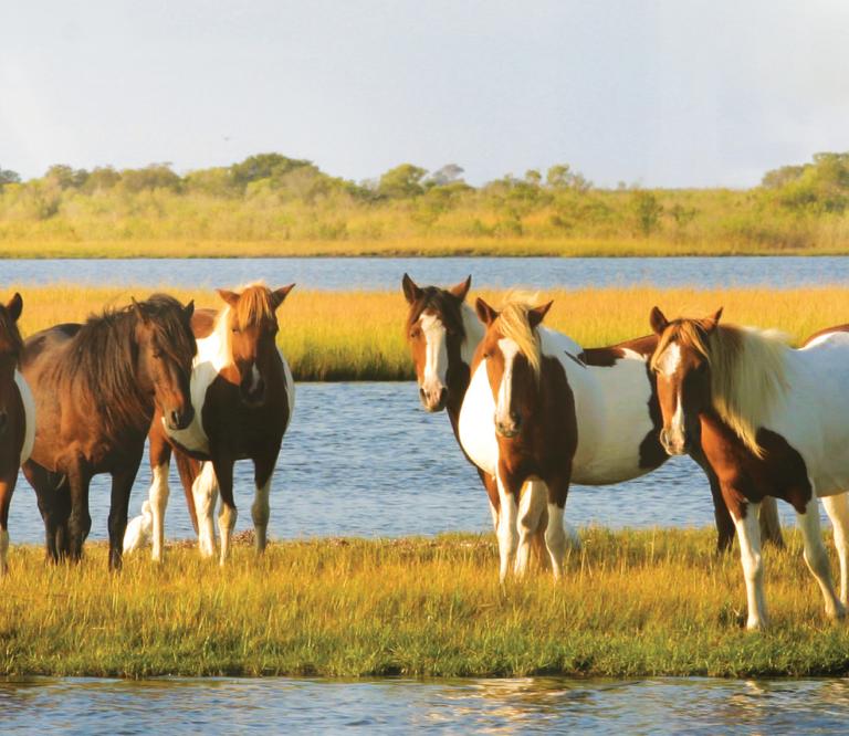 Visit the national park famous for its horses that roam free.