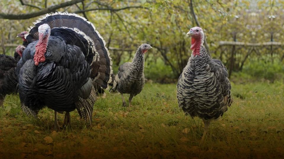 MD Thanksgiving Events & Things to Do Visit Maryland