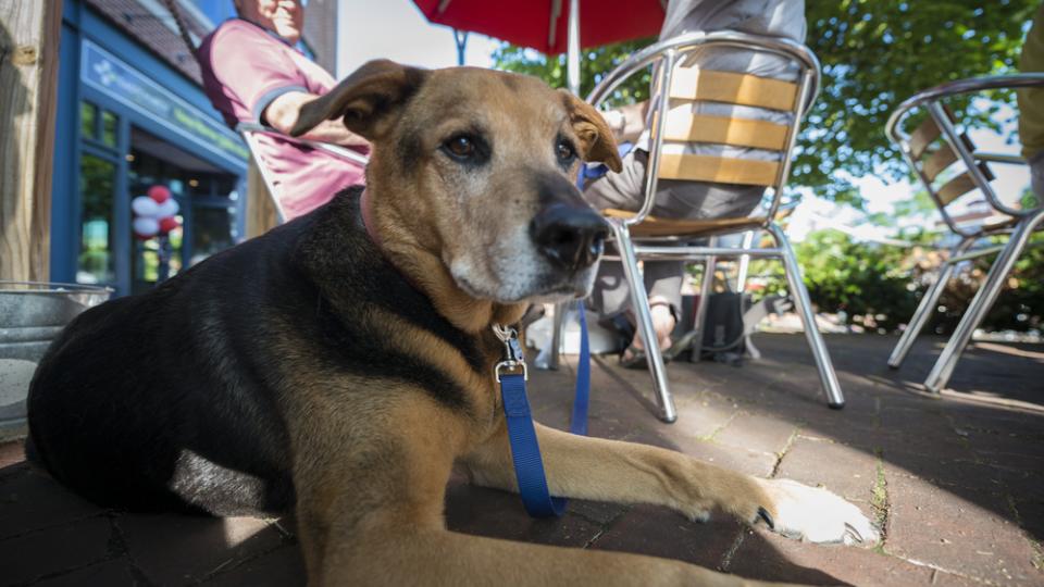 Pet Friendly Activities Visit Maryland