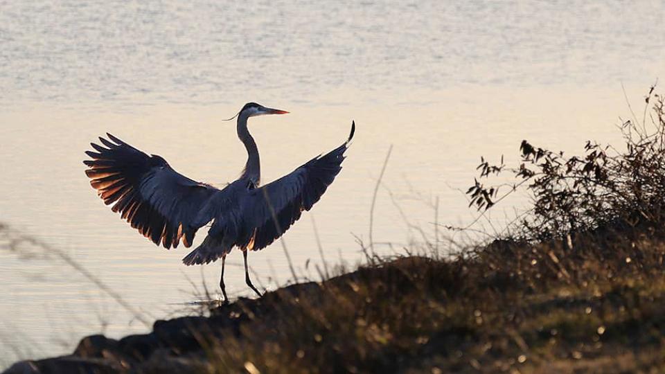 Most Iconic Birds To See While Birding In Md Visit Maryland