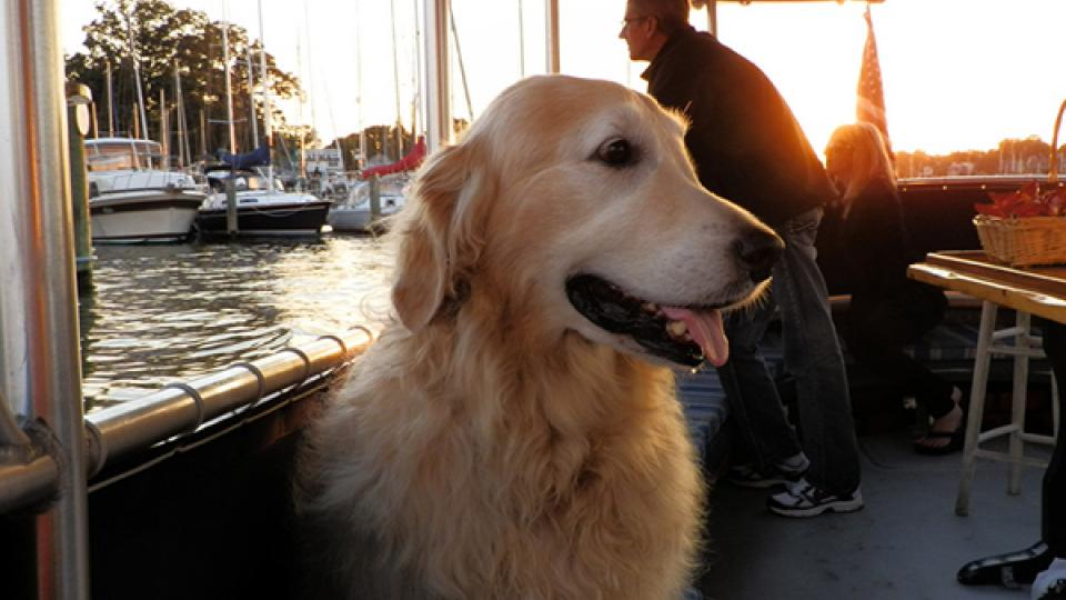 Pet Friendly Activities Visit Maryland - Dog Friendly Hotels Near Callaway Gardens Pet Friendly Activities Visit Maryland - Dog Friendly Hotels Near Callaway Gardens