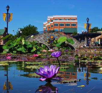 purple lotus in bloom on Carroll Creek
