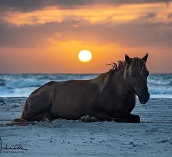 Assateague pony