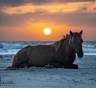 Assateague pony