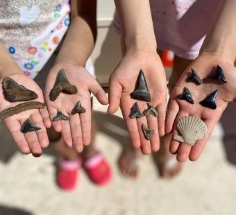 Fossils in hands