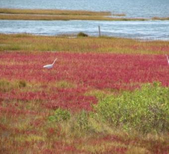 Waterfowl in marsh