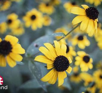 Black Eyed Susans