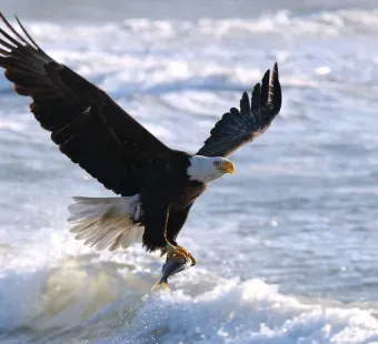 Eagle