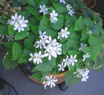 Saint Patrick's Day Oxalis