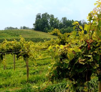 Linganore Winecellars