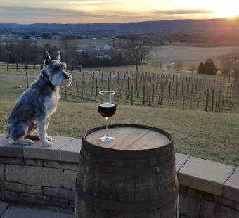 Dog next to a wine glass