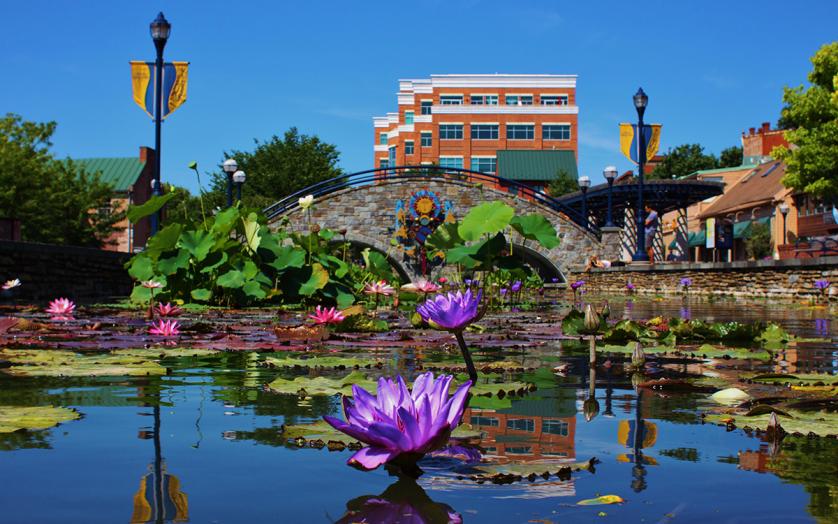 purple lotus in bloom on Carroll Creek