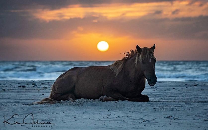 Assateague pony