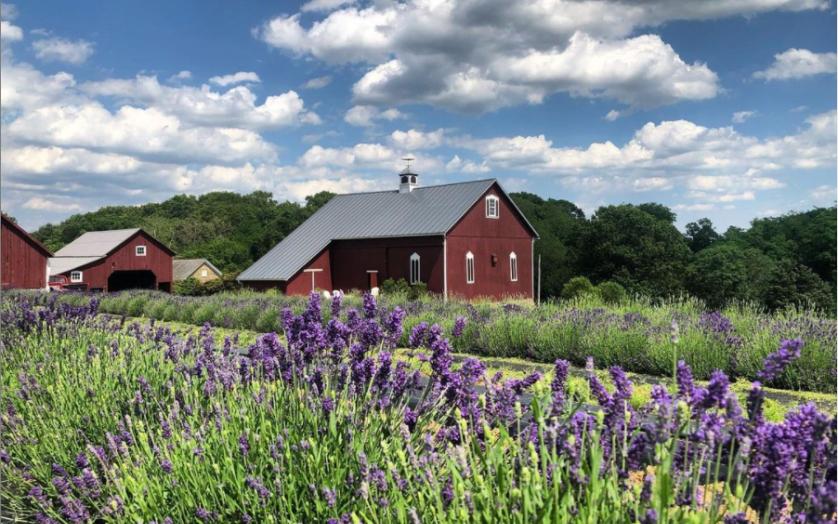 Field of Lavender at Star Bright Farm