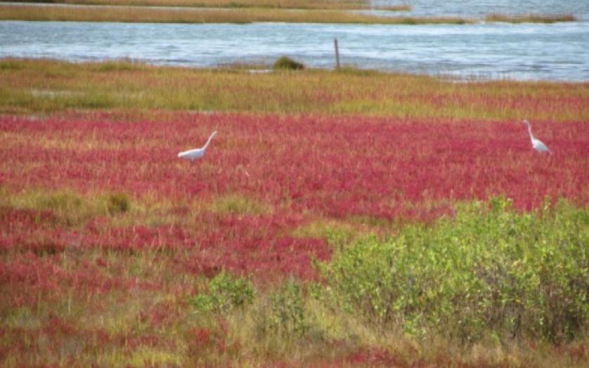 Waterfowl in marsh