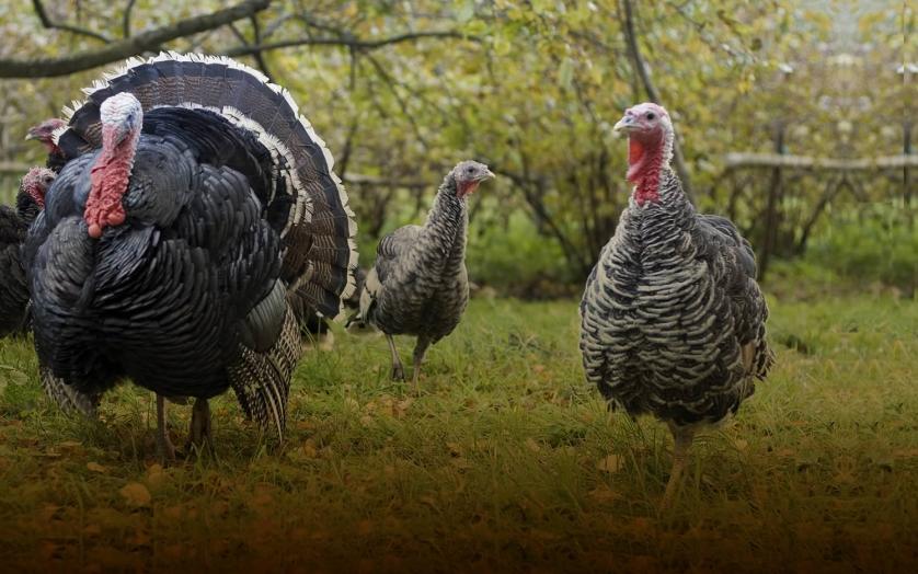 This forest in Western Maryland provides great opportunity for the turkey hunter.
