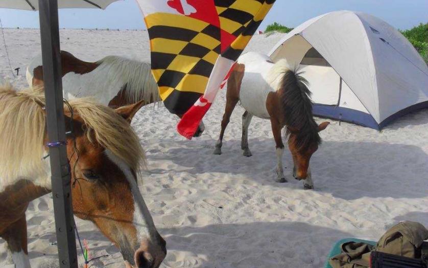 Visit the Assateague national park famous for its horses that roam free.