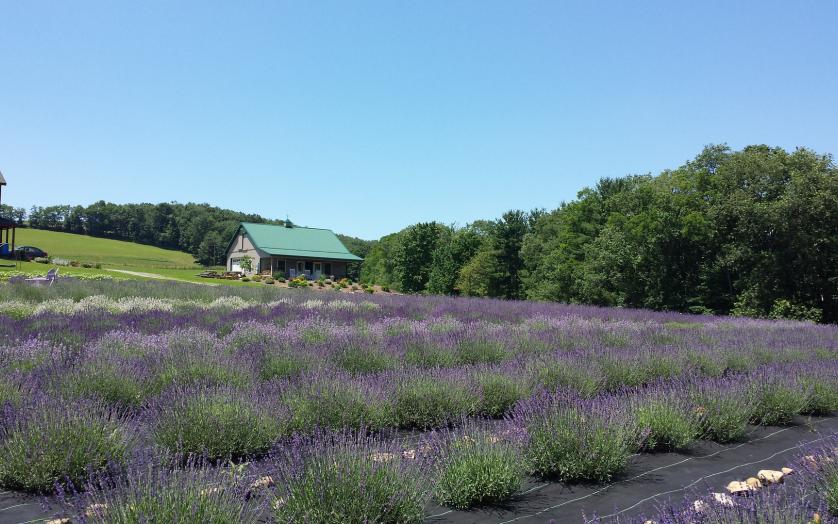 fresh lavender
