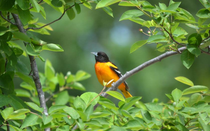 Baltimore Oriole