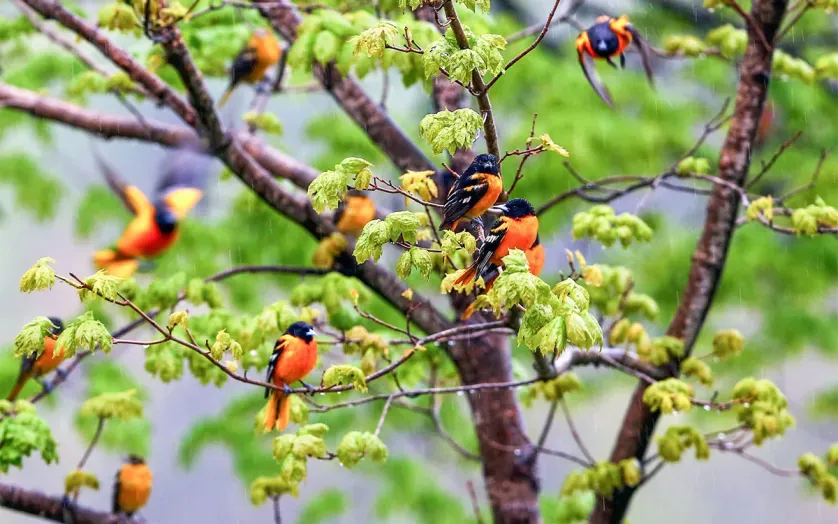 Baltimore Orioles in tree