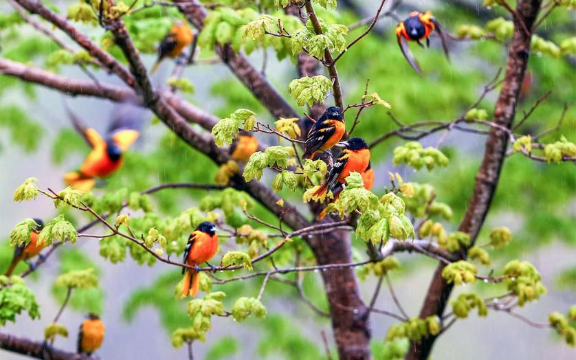Baltimore Orioles in tree