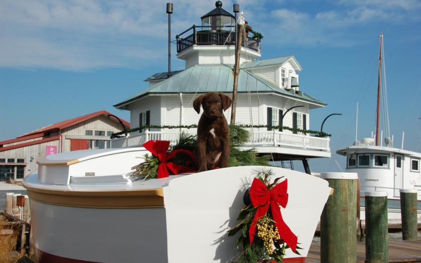 Puppy on boat with Christmas ribbon