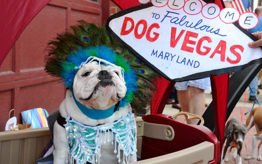Frederick goes to the dogs every year with this event featuring a doggy costume contest.