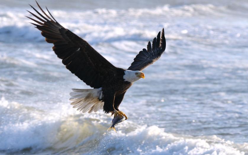 Eagle
