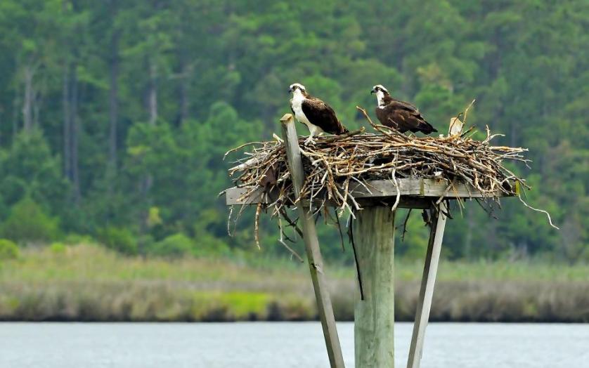 Pair of ospreys on St.George Island