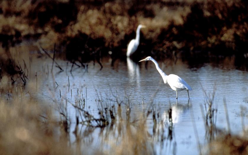 Birds at Blackwater National Wildlife Refuge
