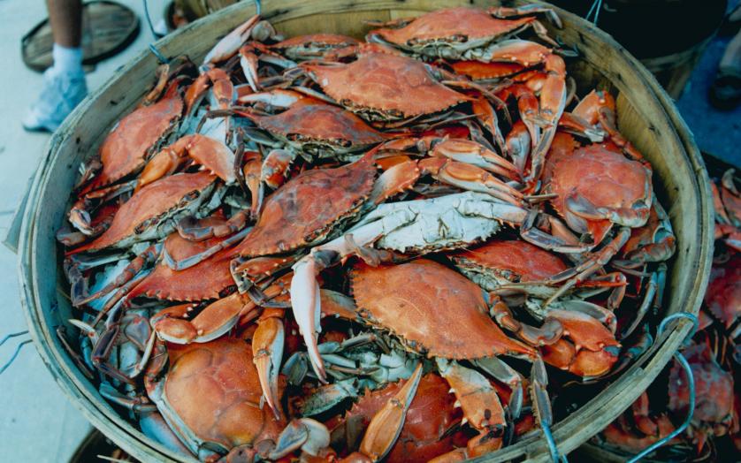 Crabs on a Tray