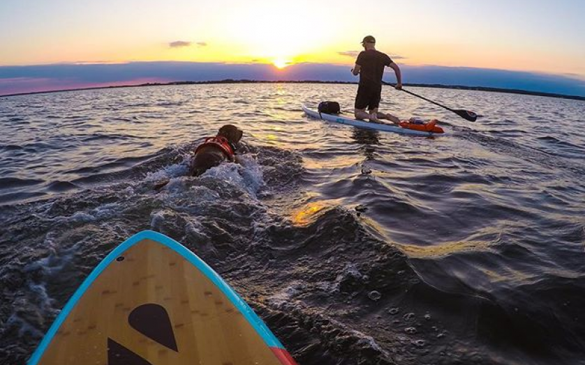 Dog swimming with man on stand-up paddle board
