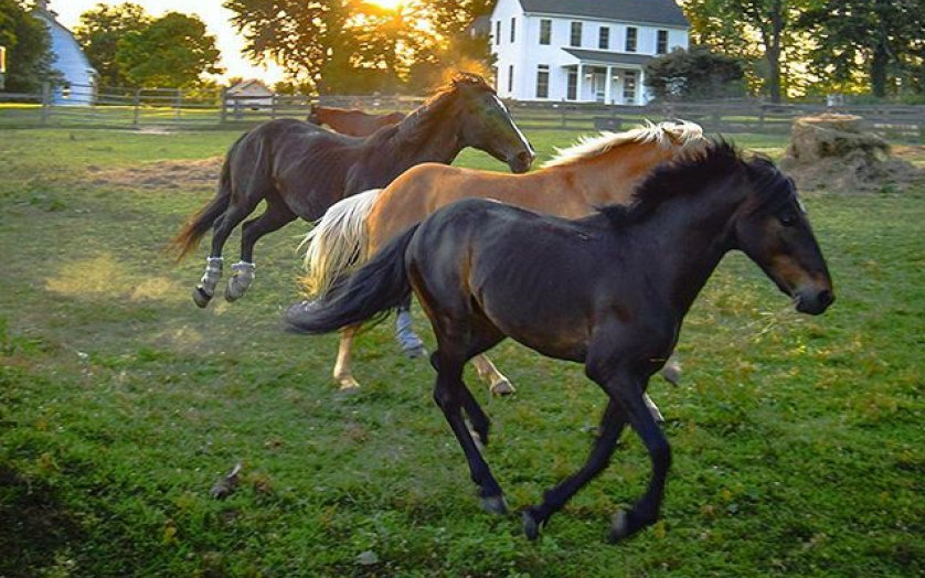 Horses running