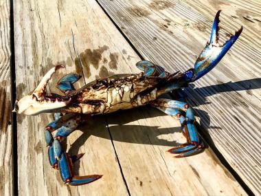 travel the crab &amp; oyster trail