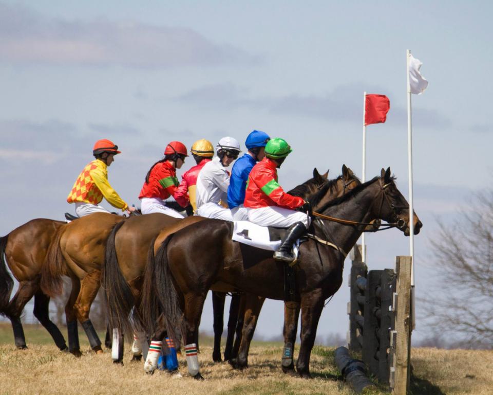 Horses at the start of Elkridge Point to Point
