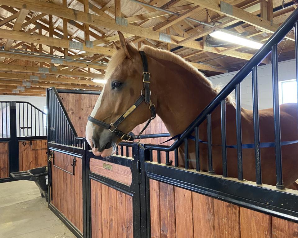 Baltimore City Mounted Police Horses in stable