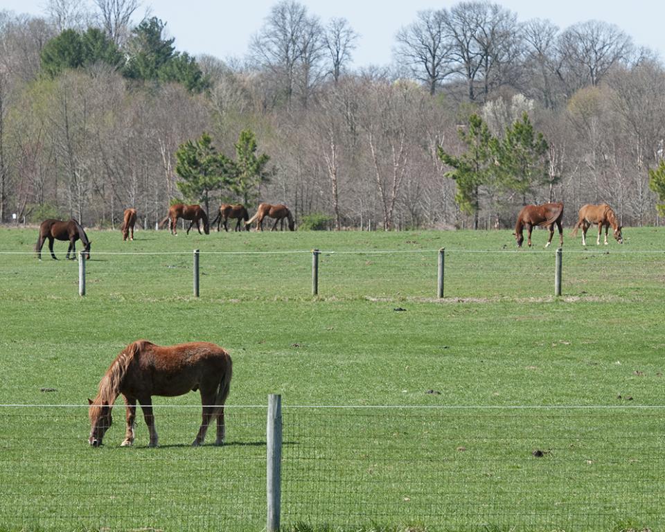 Horses grazing at Days End Anne